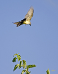 Western Kingbird